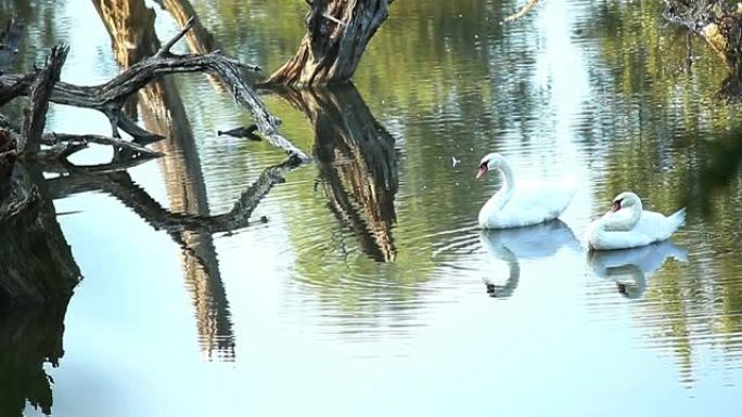 美丽的两只白天鹅在河上