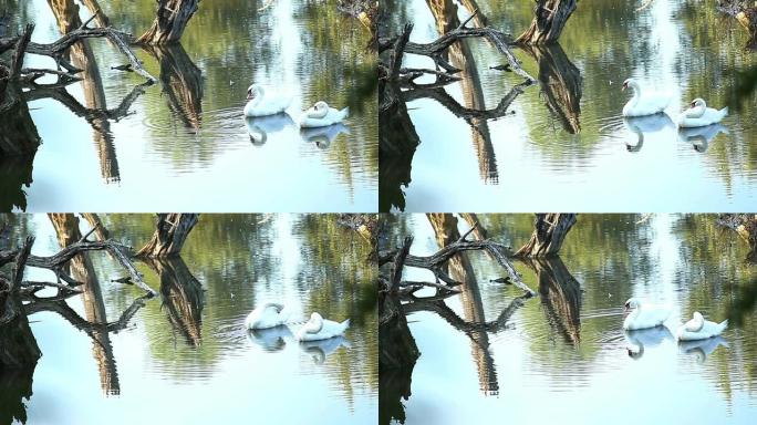 美丽的两只白天鹅在河上