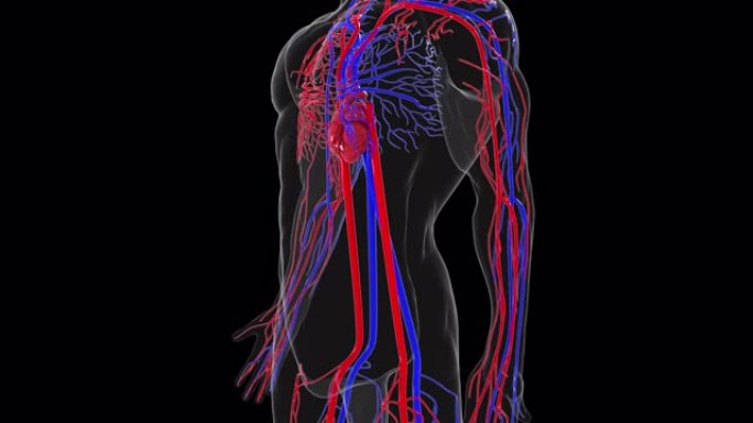 人体循环系统的旋转模型。3d渲染血管。医学背景，计算机生成