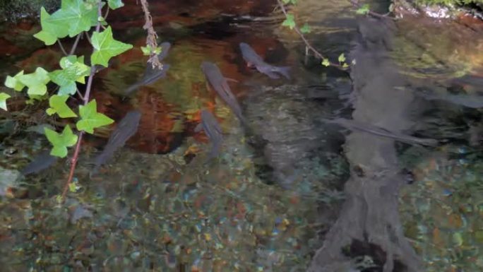 小鱼在日本的小池塘上游泳