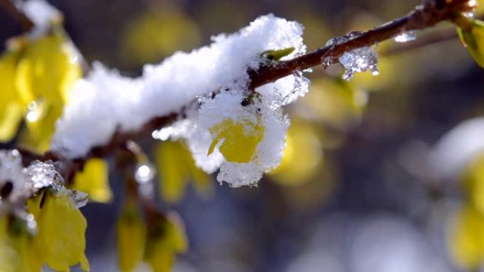 灌木丛上的黄色花朵覆盖着一层雪