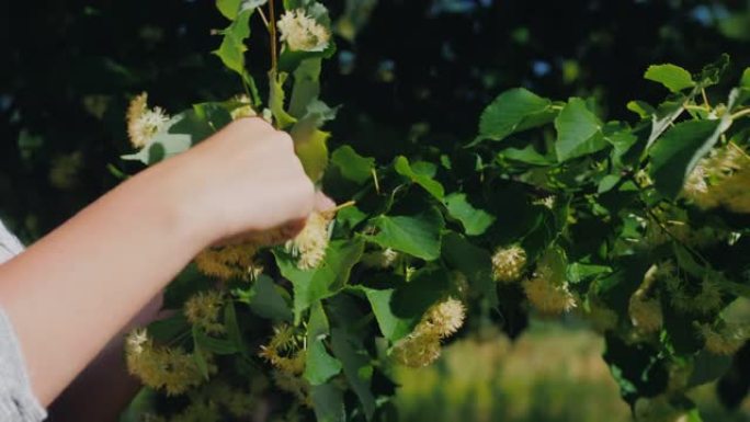 女性手摘椴树花健康疗愈茶