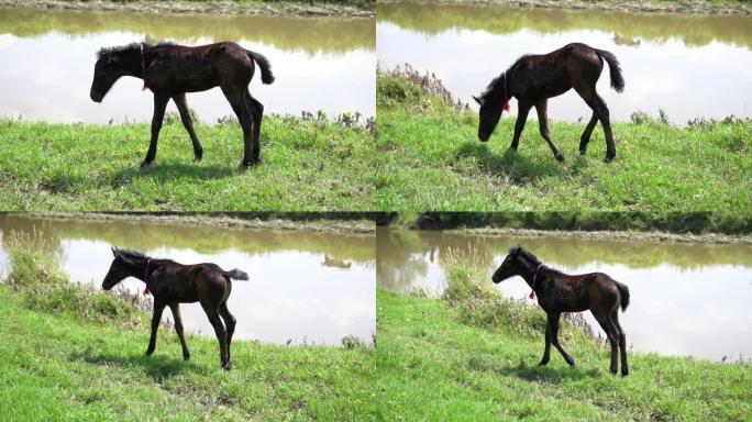 一匹难看的马走过河边的草地