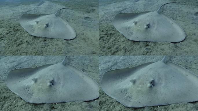 白化长尾黄貂鱼 (Himantura uarnak) 位于沙质底部。相机变焦，特写。埃及红海