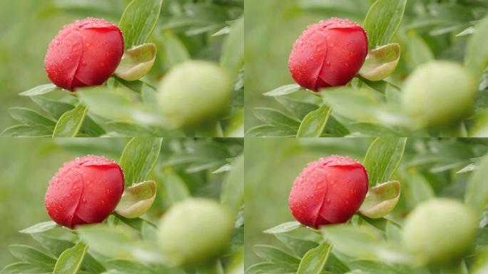 牡丹科芍药科植物雨下特写4K