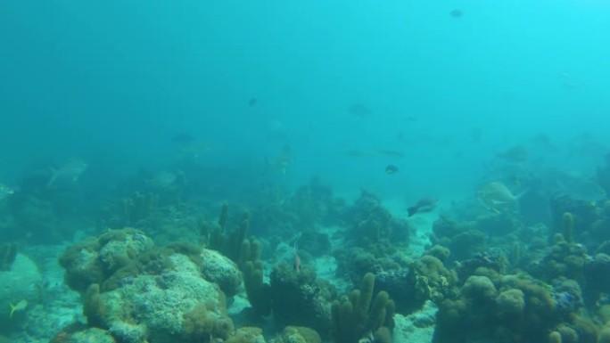 特克斯和凯科斯群岛水下深处的鱼群