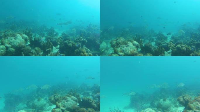 特克斯和凯科斯群岛水下深处的鱼群