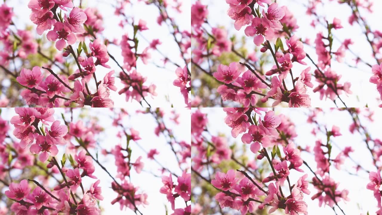 春风中开花的果树。