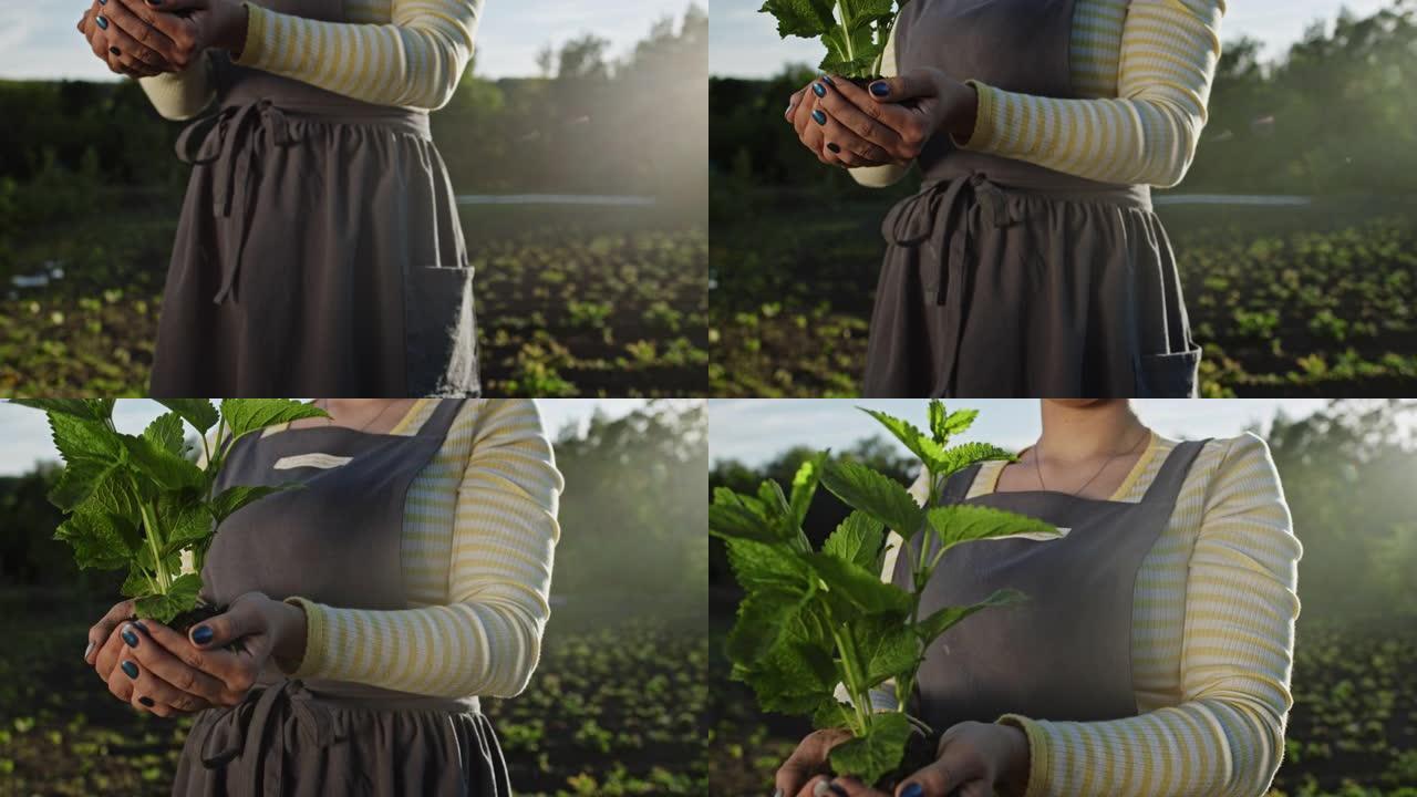 女性园丁在土壤中拿着发芽的薄荷植物。农业，关爱地球母亲，环境保护，收获概念。多莉，用阳光拍摄的特写镜