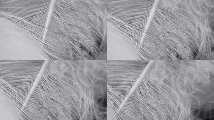 非常漂亮的旋转白色羽毛。鸟类自然图案。宏观观。显微镜下羽毛结构的纹理。