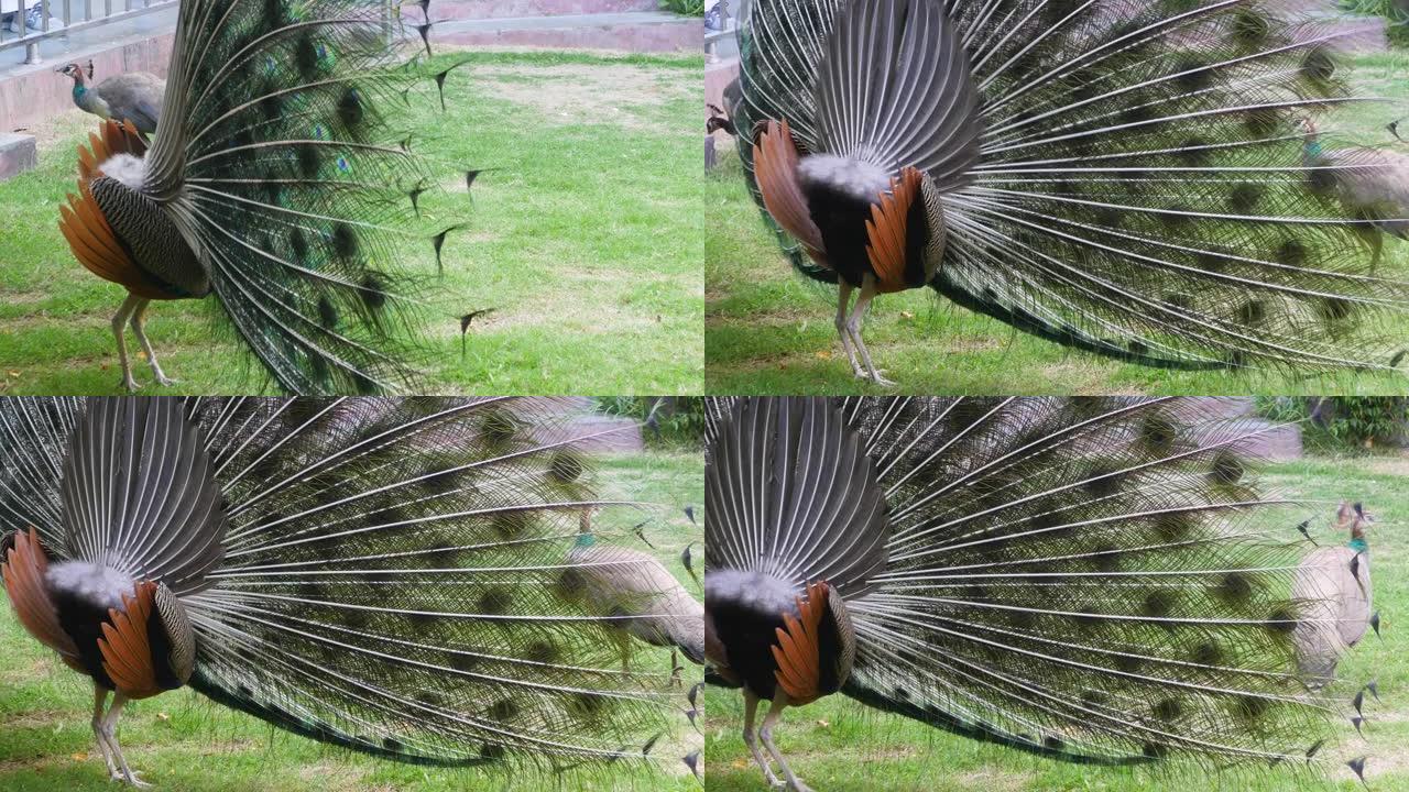 蓝孔雀与它的尾巴展开在草坪上跳舞