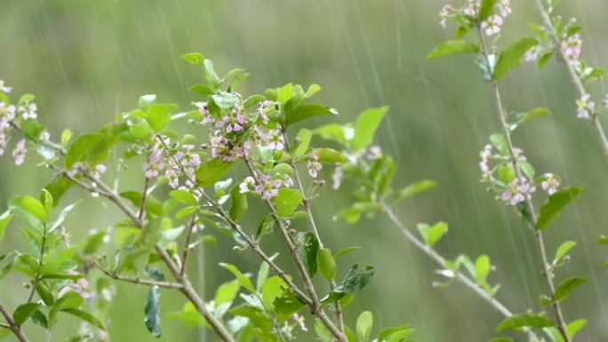 树樱桃枝与花在雨中