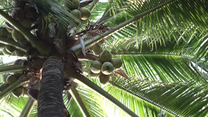 椰子树