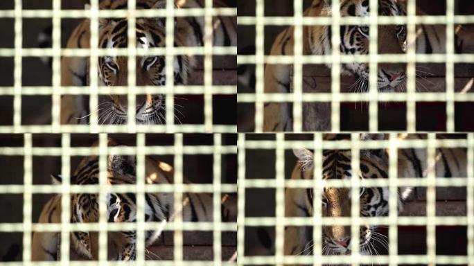 老虎在笼子里打哈欠的选择性焦点