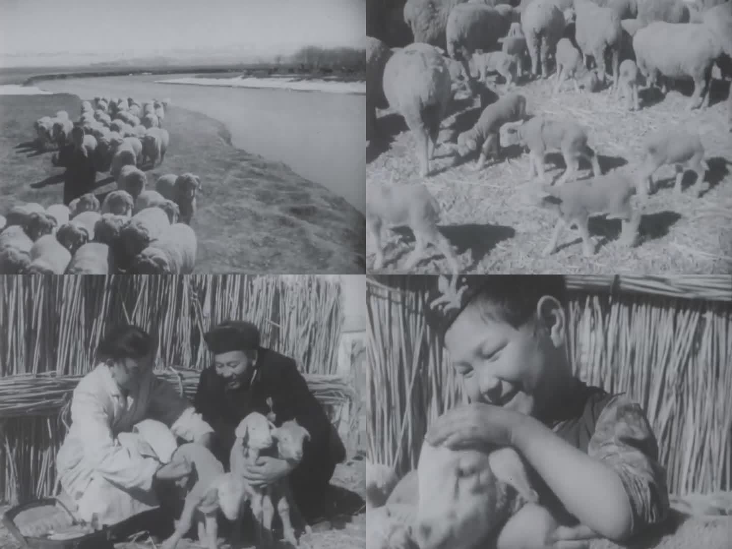 60年代 新疆伊犁 羊羔