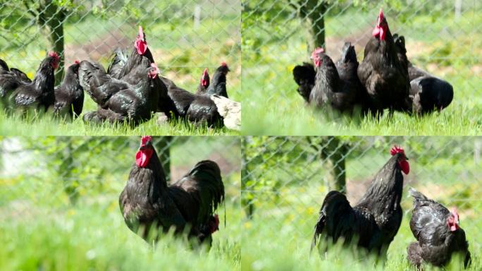 4k视频中惊人的黑色公鸡和在花园里吃草的鸡
