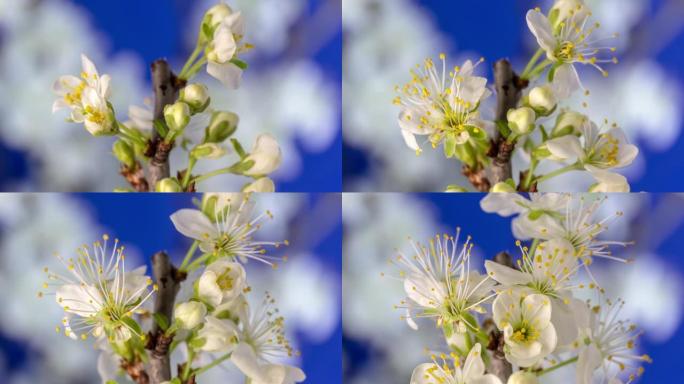 4k梅树花开的时光倒流，并在蓝色背景上生长。盛开的小白梅花。9:16比率的时间流逝。