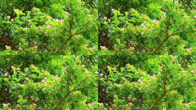 雨树，东印度核桃，公园里的猴子荚粉色花