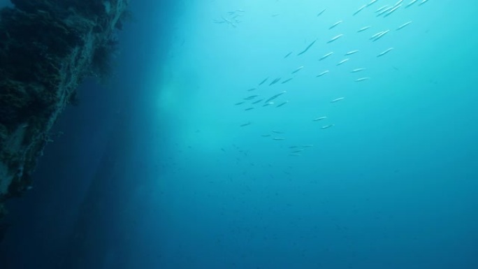 鱼群在蓝色的海洋中游泳，珊瑚在水下柱子上。