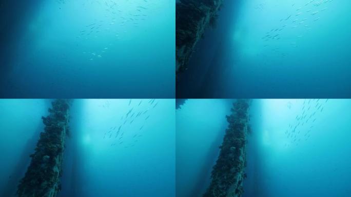 鱼群在蓝色的海洋中游泳，珊瑚在水下柱子上。