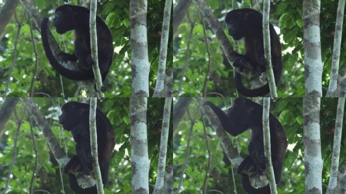哥斯达黎加森林中的大吼猴 (Alouatta palliata) 在树上放松