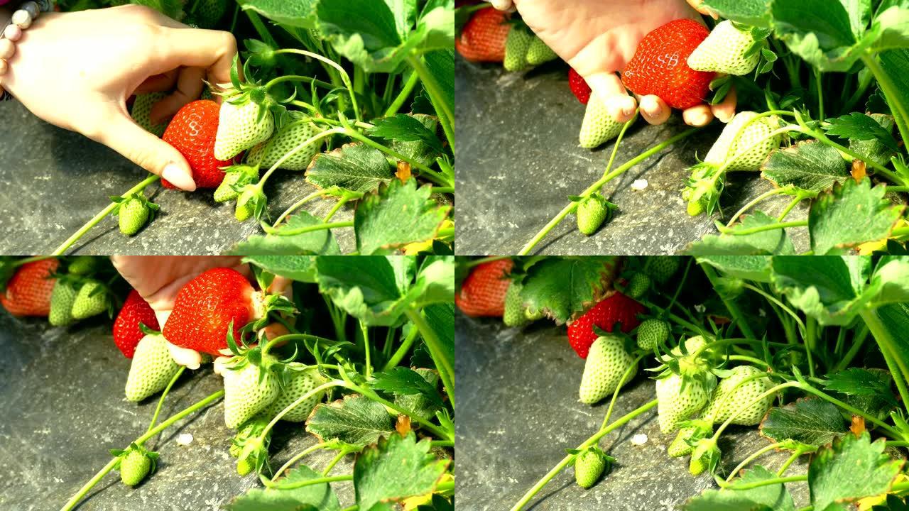 采摘草莓士多俾梨