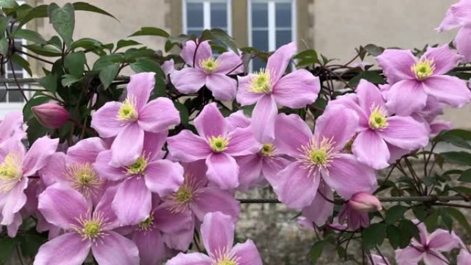法国春天的粉红色铁线莲开花