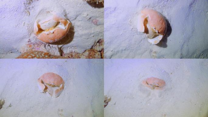 螃蟹抱着她的伴侣躲在沙子里