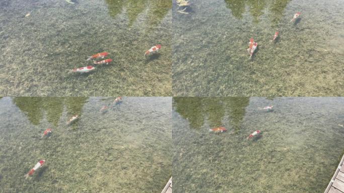 晴天在清澈的湖中游泳的红鲤鱼或锦鲤