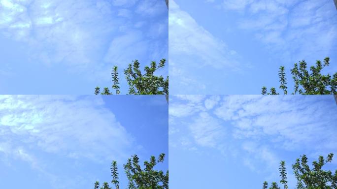 运动云。蓬松蓬松的白云天空 & 番石榴叶时光流逝。缓慢移动的云卷镜头云景延时多云。镜头延时自然4k。