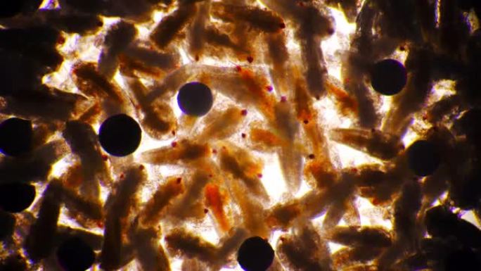 一群卤虫无节幼体在显微镜下成群结队并拍打翅膀