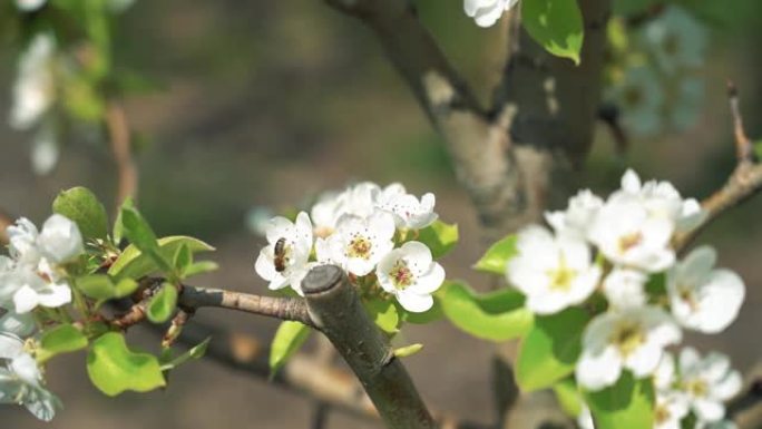 工作蜜蜂收集白梨开花花蜜和花粉-慢动作素材
