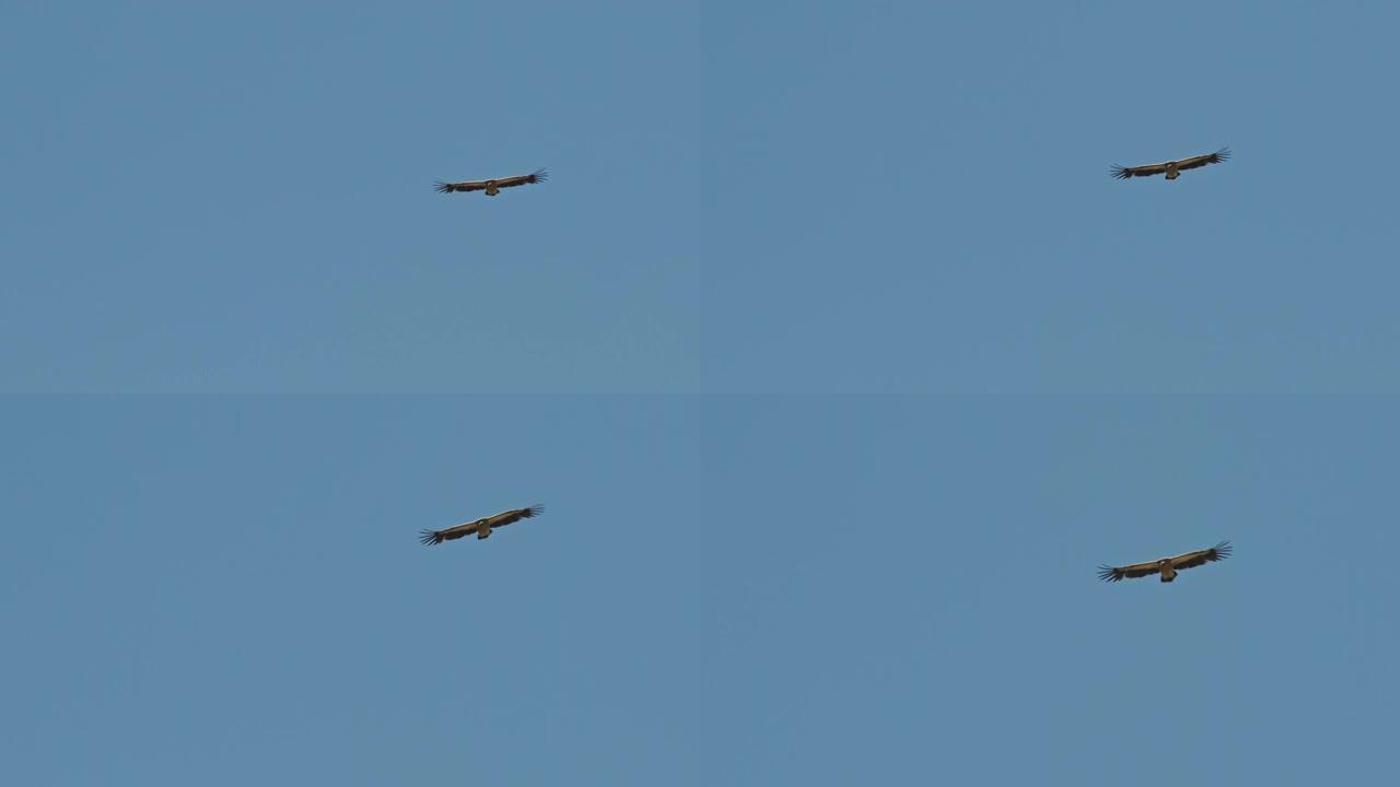 喜马拉雅狮鹫高高飞翔，湛蓝的天空中巨大的翼展