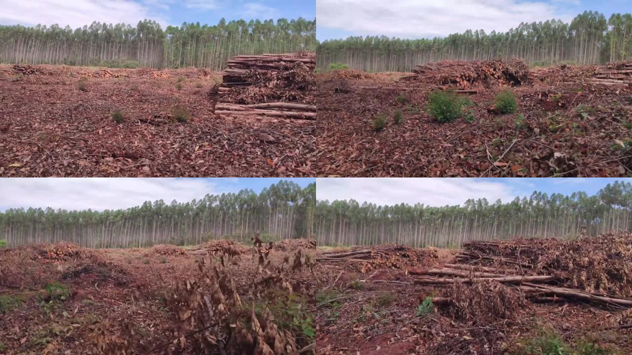热带森林中的森林砍伐
