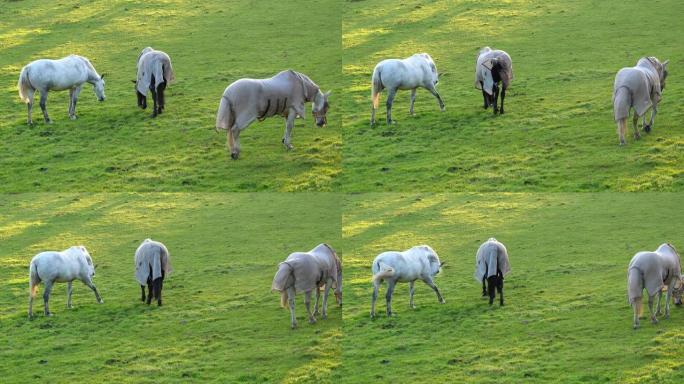 三匹马在牧场上吃草