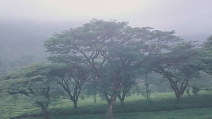 印度喀拉拉邦蒙纳山脉西高止山脉的迷雾茶园。空中无人机视图