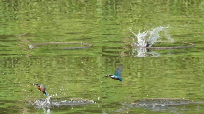 鸟翠鸟 (Alcedo atpish) 潜入水中，抓鱼并飞走的特写镜头，超级慢动作镜头。