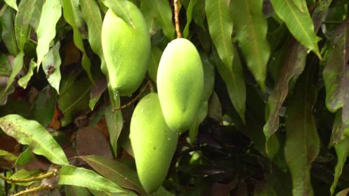 芒果树农业农民丰收