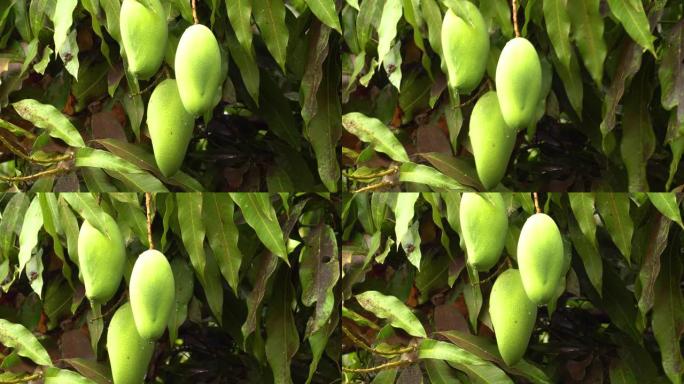 芒果树农业农民丰收