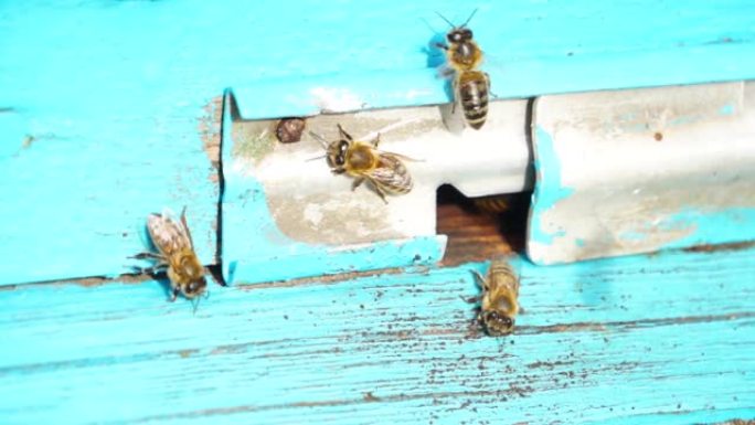 蜜蜂在蜂巢附近工作