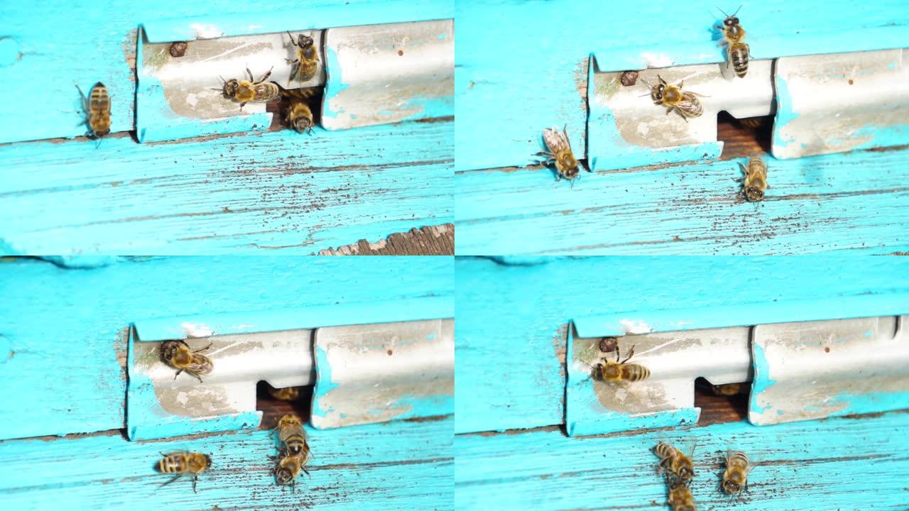 蜜蜂在蜂巢附近工作