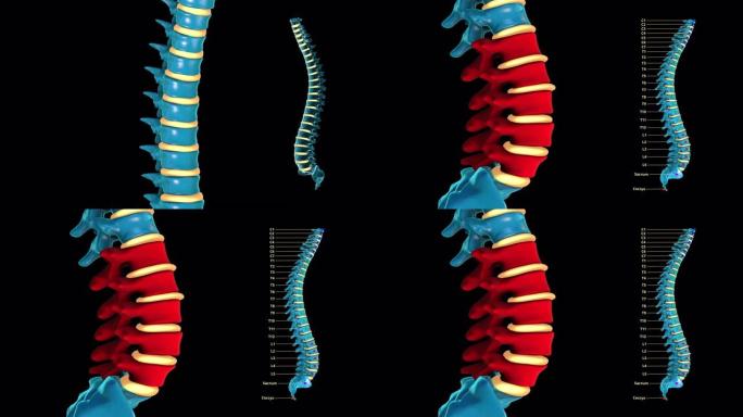 人体脊柱-蓝色金属-腰椎