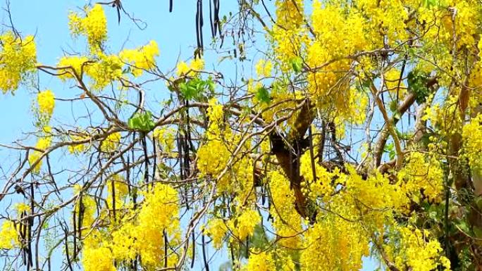金色花洒或决明瘘管花束黄色花朵盛开