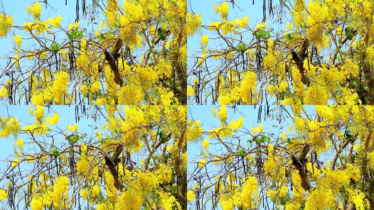 金色花洒或决明瘘管花束黄色花朵盛开