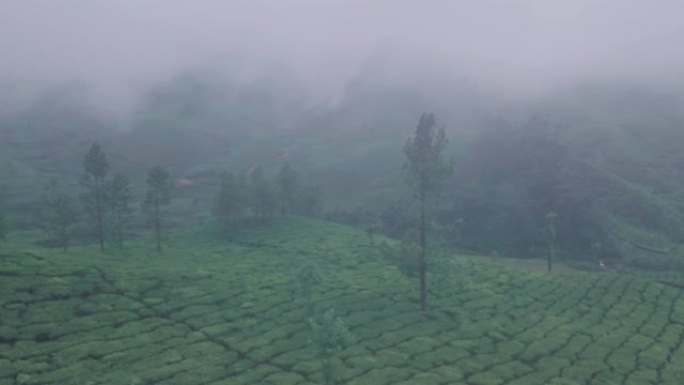 印度喀拉拉邦蒙纳的迷雾茶园风景。空中无人机视图