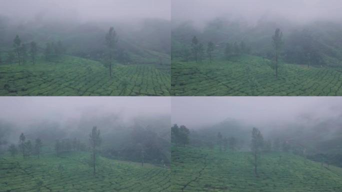 印度喀拉拉邦蒙纳的迷雾茶园风景。空中无人机视图