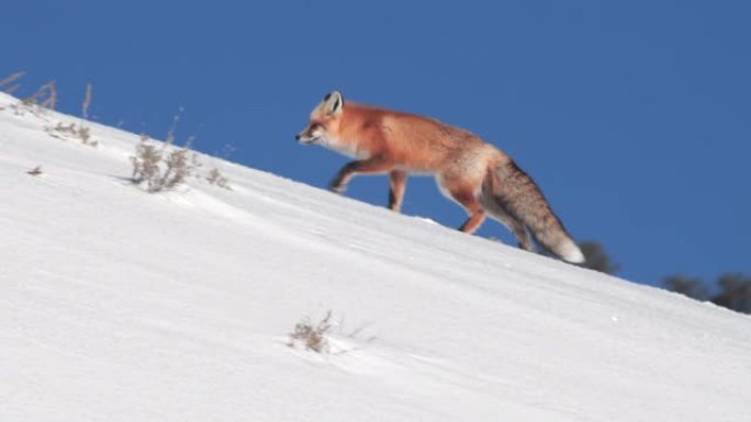 追踪红狐狸在黄石公园积雪覆盖的山脊上行走的镜头