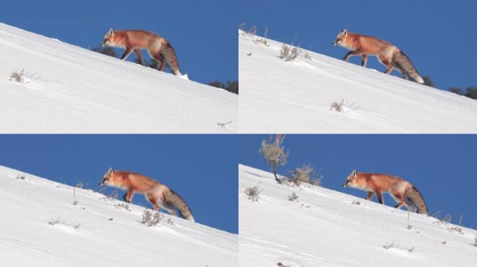 追踪红狐狸在黄石公园积雪覆盖的山脊上行走的镜头