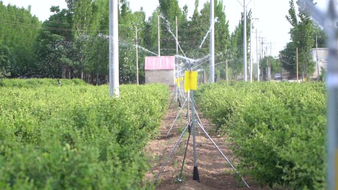 金银花 种植 加工 收获 农业三农