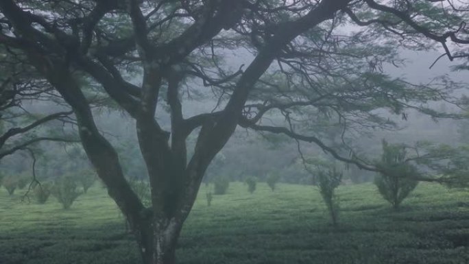 迷雾茶园风景，印度。空中无人机视图向后